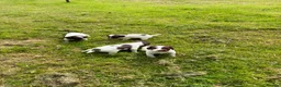 English Springer Spaniel dogs for sale: English Springer Spaniel  in Dunkeld - Advert 5