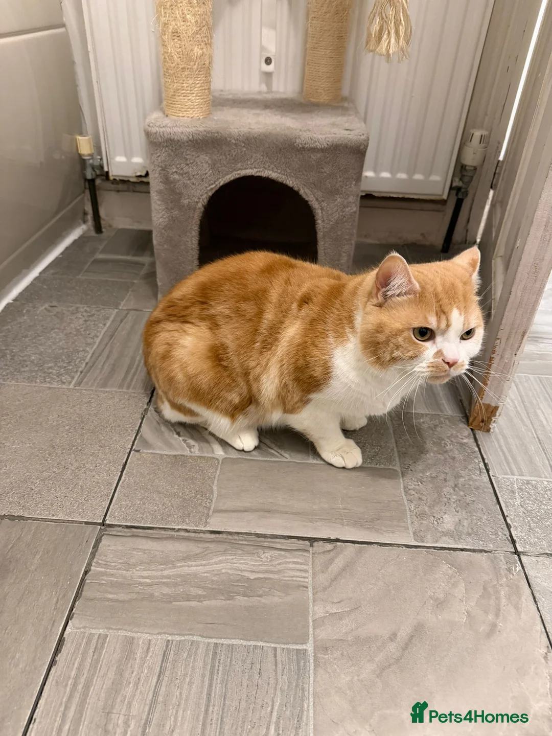 Mixed Breed cats for sale: Urgent Rehoming - Advert 2