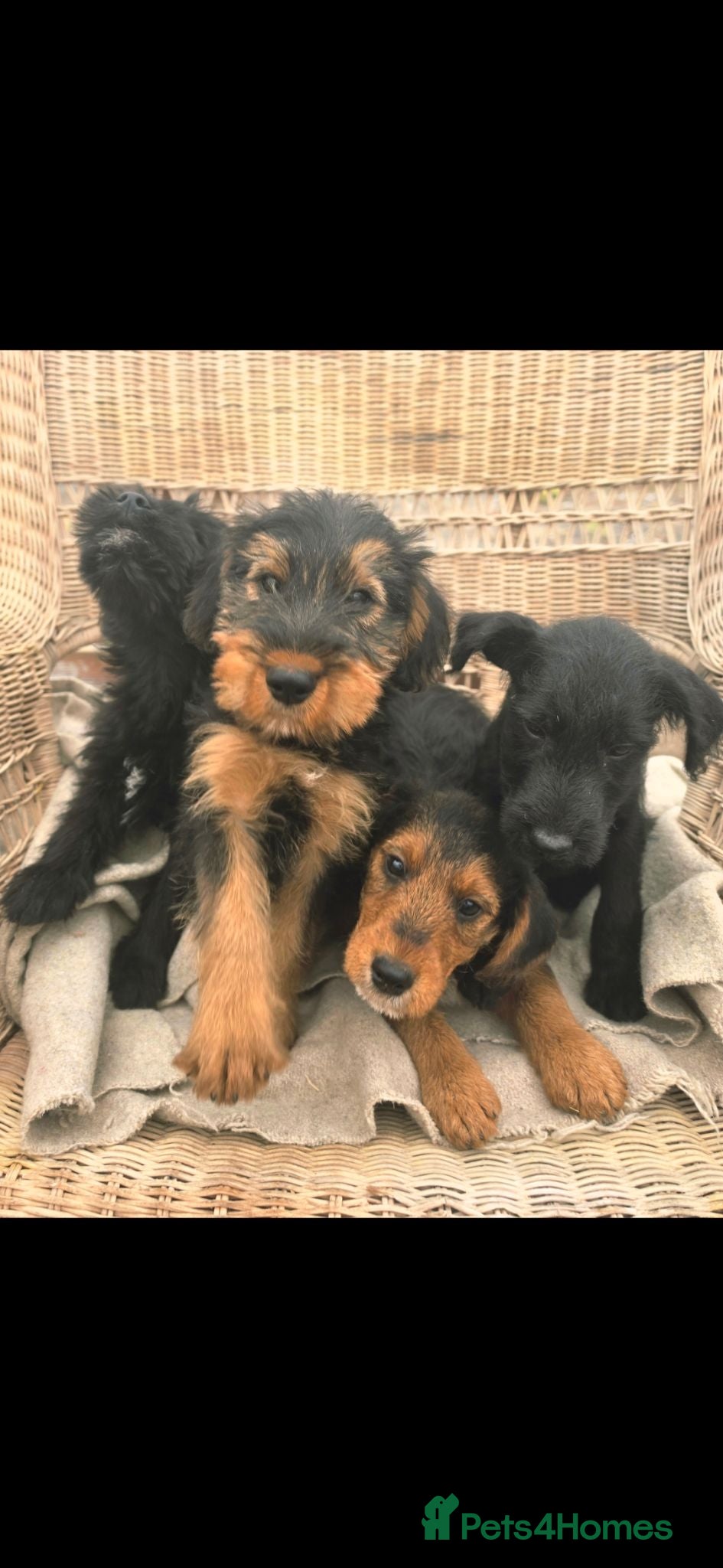 Mixed Breed dogs 3/4 welsh terrier 1/4cocker spaniel puppys - Advert 1
