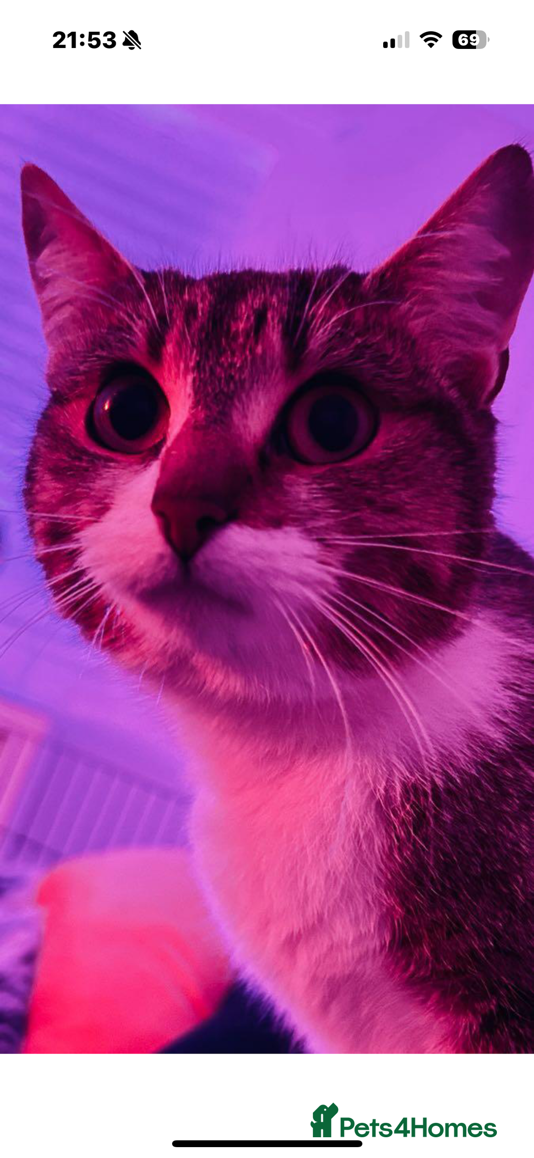 Mixed Breed cats for sale: Rescue cats- adults 🧡 - Advert 11