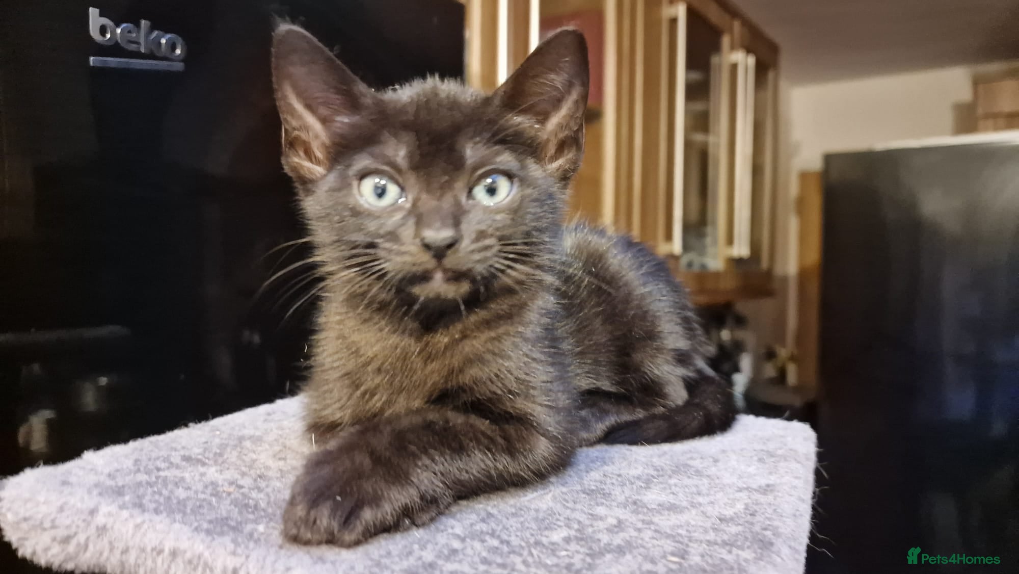 Siamese cats Beautiful Black Siamese Cross Kittens Ready Now - Advert 1