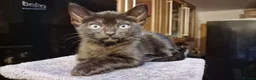 Siamese cats for sale: Beautiful Black Siamese Cross Kittens Ready Now - Advert 1