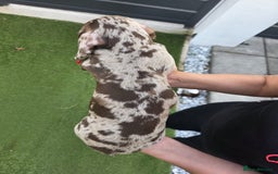 Dachshund dogs for sale: Beautiful piebald and dapple dachshund puppies  - Image 13