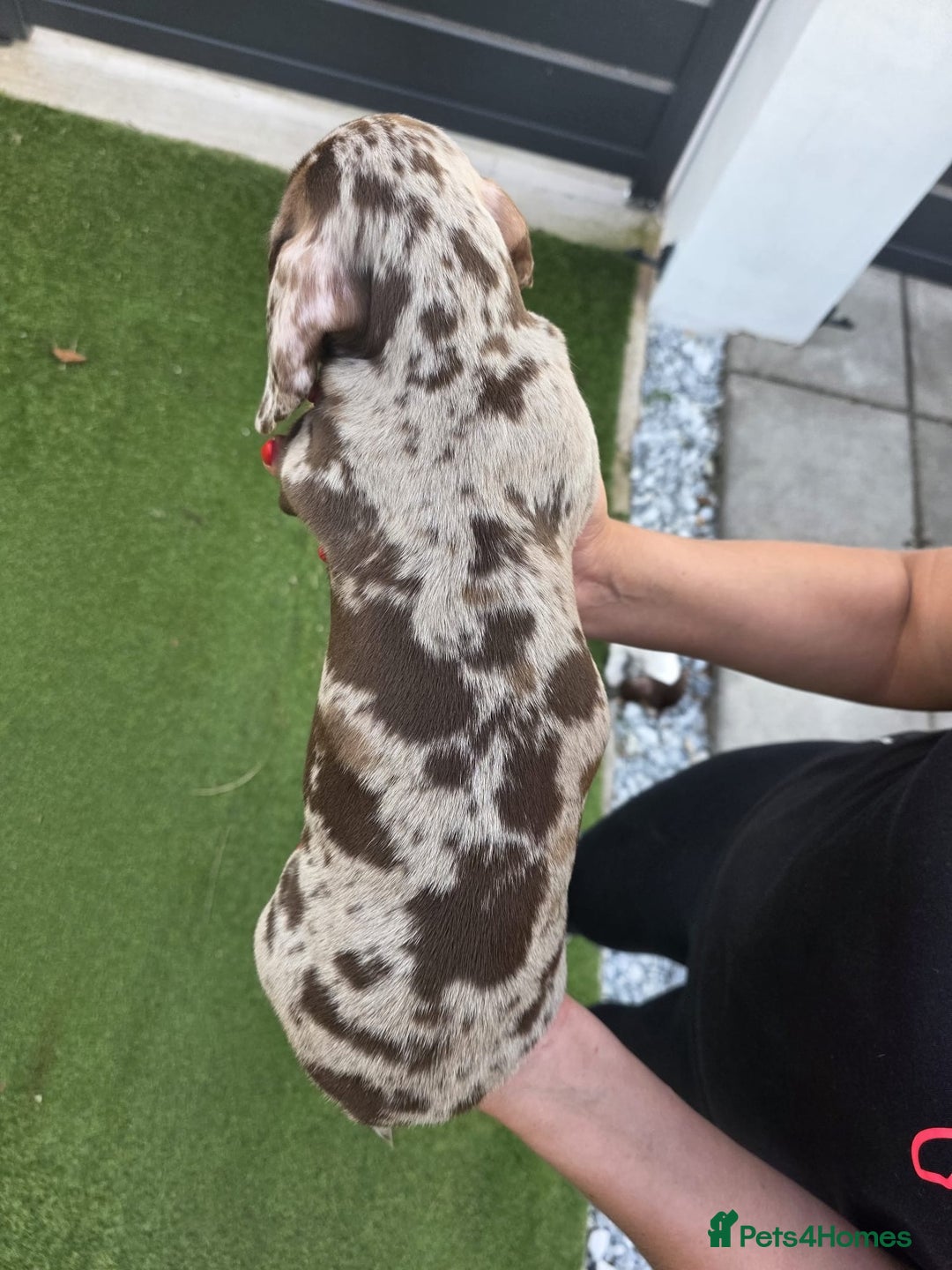 Dachshund dogs for sale: Beautiful piebald and dapple dachshund puppies  - Image 13