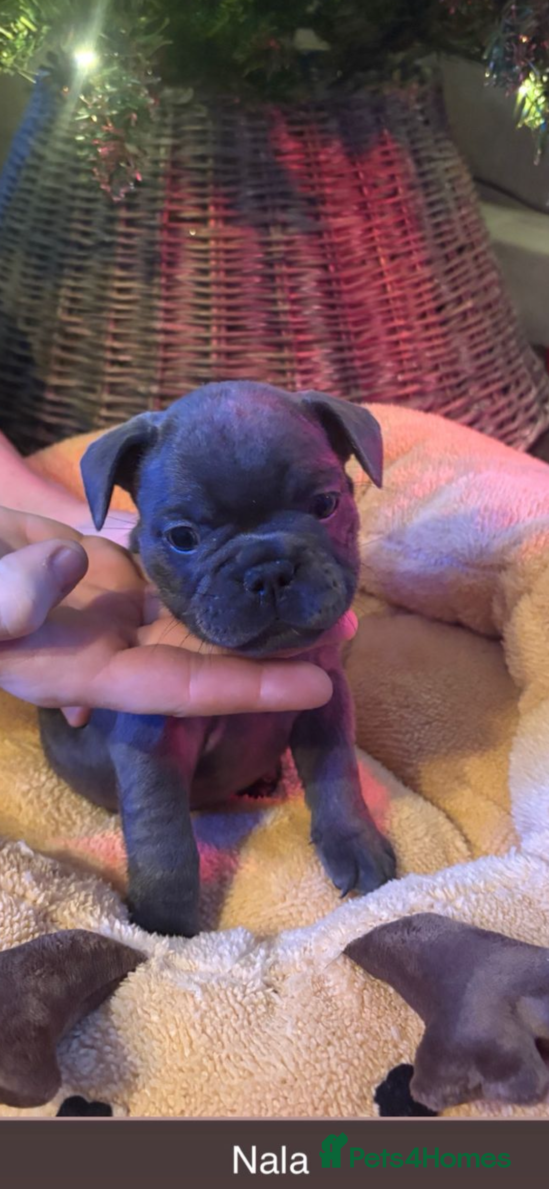 French Bulldog dogs for sale: French bulldog puppies - Advert 4