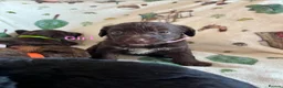 Jackapoo dogs for sale: 6 Beautiful Toy Jackapoo Puppies  in Brighton - Advert 5