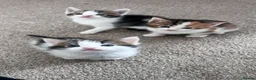 Mixed Breed cats for sale: 2 gorgeous kittens looking for their forever home - Advert 9