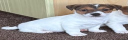 Jack Russell dogs for sale: Miniature Jack Russell Puppies… - Advert 12