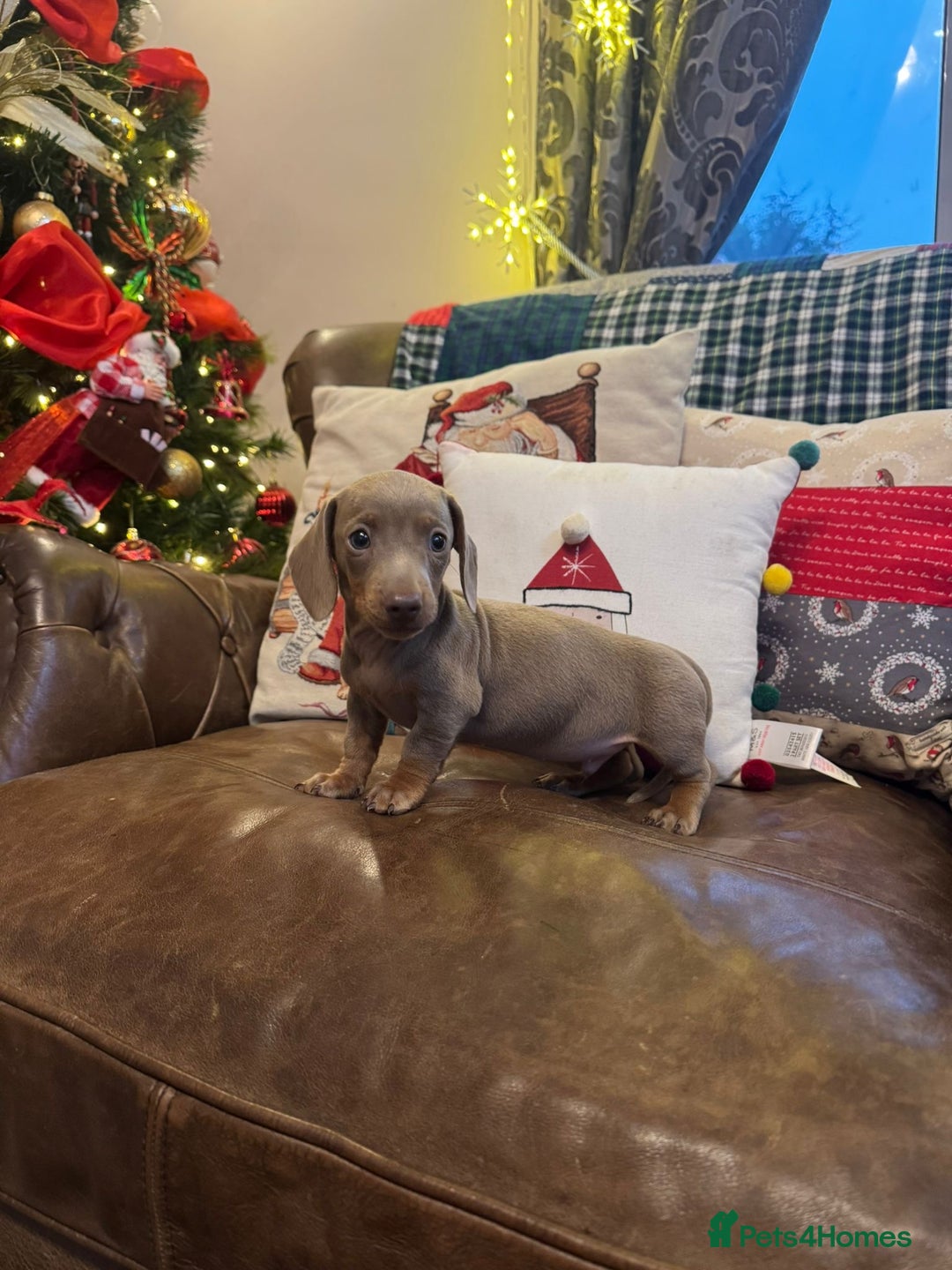 Dachshund dogs for sale: Miniature Dachshund Puppies  - Advert 2