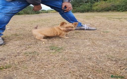 Mixed Breed dogs for sale: Chocolate frenchie X Chow carrying pink  - Image 18