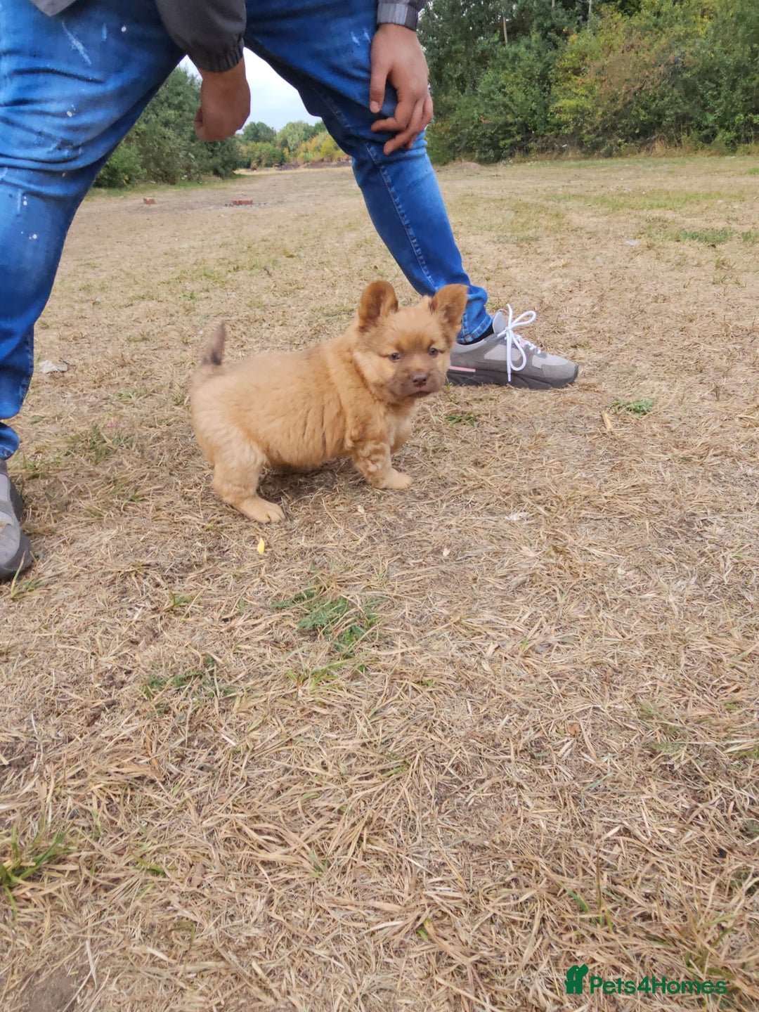 Mixed Breed dogs for sale: Chocolate frenchie X Chow carrying pink  - Image 18