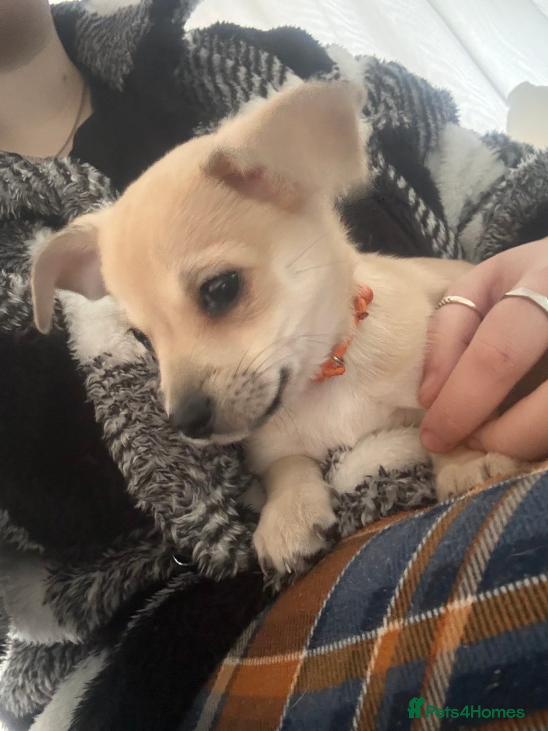 Chihuahua dogs for sale: Only 2 left! Chihuahua x Dachshund Puppies - Advert 14