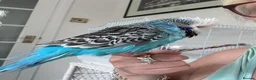 Budgerigars birds for sale: Hand Reared Exhibition Budgie - Advert 4
