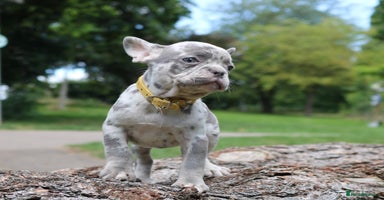 French Bulldog dogs - Advert 2
