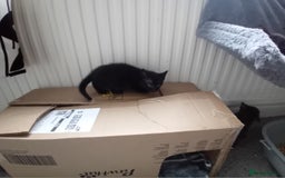 Mixed Breed cats for sale: Cross siamese - Image 8