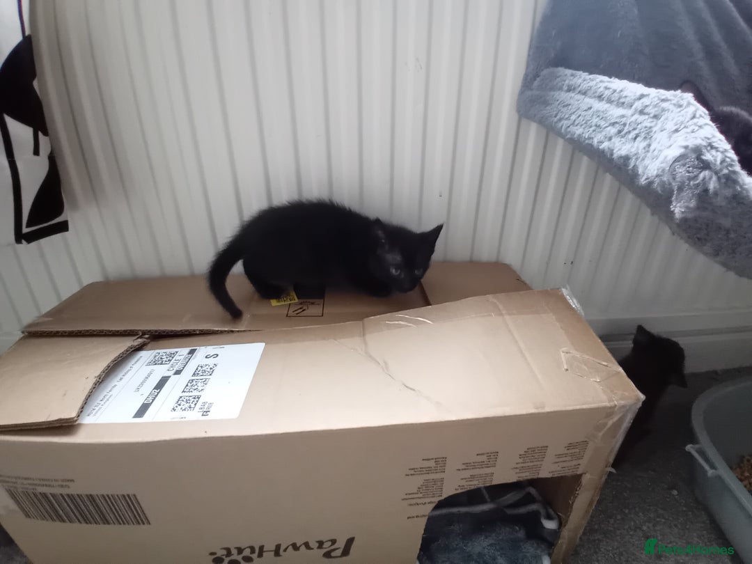 Mixed Breed cats for sale: Cross siamese - Image 8