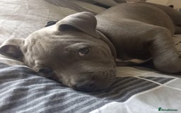 Staffordshire Bull Terrier dogs for sale: Staffy pup - Image 10