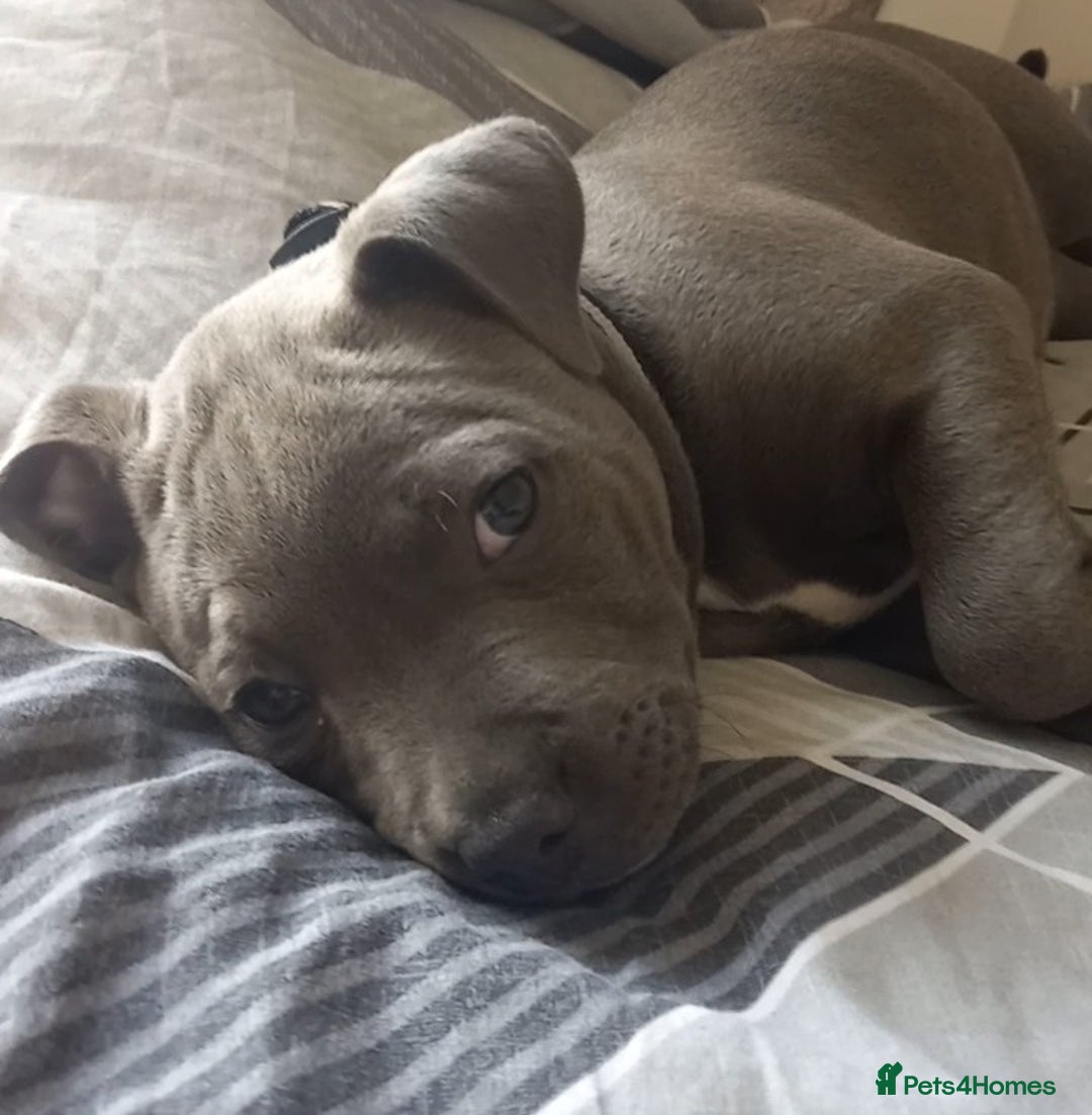 Staffordshire Bull Terrier dogs for sale: Staffy pup - Image 10