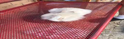Lionhead rabbits for sale: 3 lion head bunnys for sale  in Milton Keynes - Advert 3