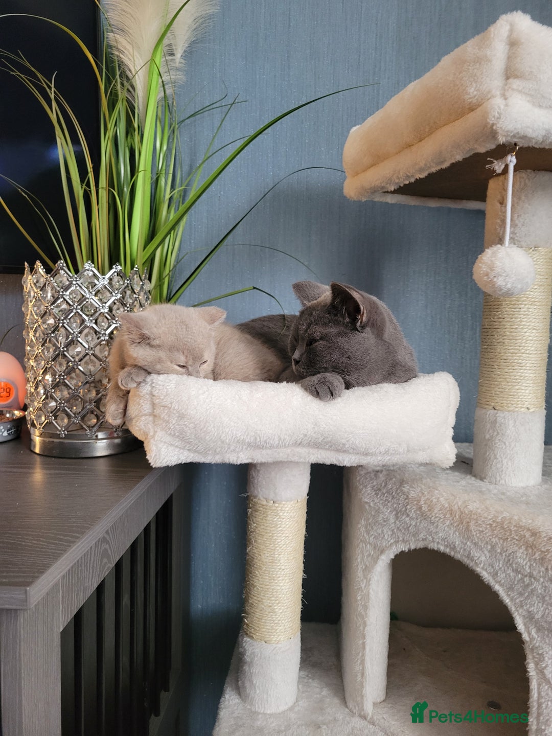 British Shorthair cats for sale: Beautiful Cream/Fawn Female TICA Reg (Active) - Image 3