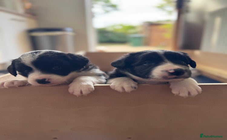 Border Collie dogs - Advert 15