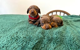 Miniature Dachshund dogs for sale: Miniature dachshunds - Image 2