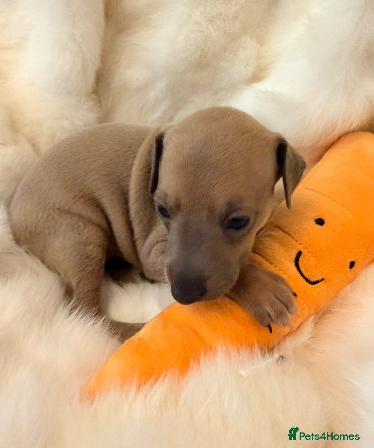 Italian Greyhound dogs KC Cutest Fawn Girl Left Exceptional 5Gen Pedigree - Advert 2