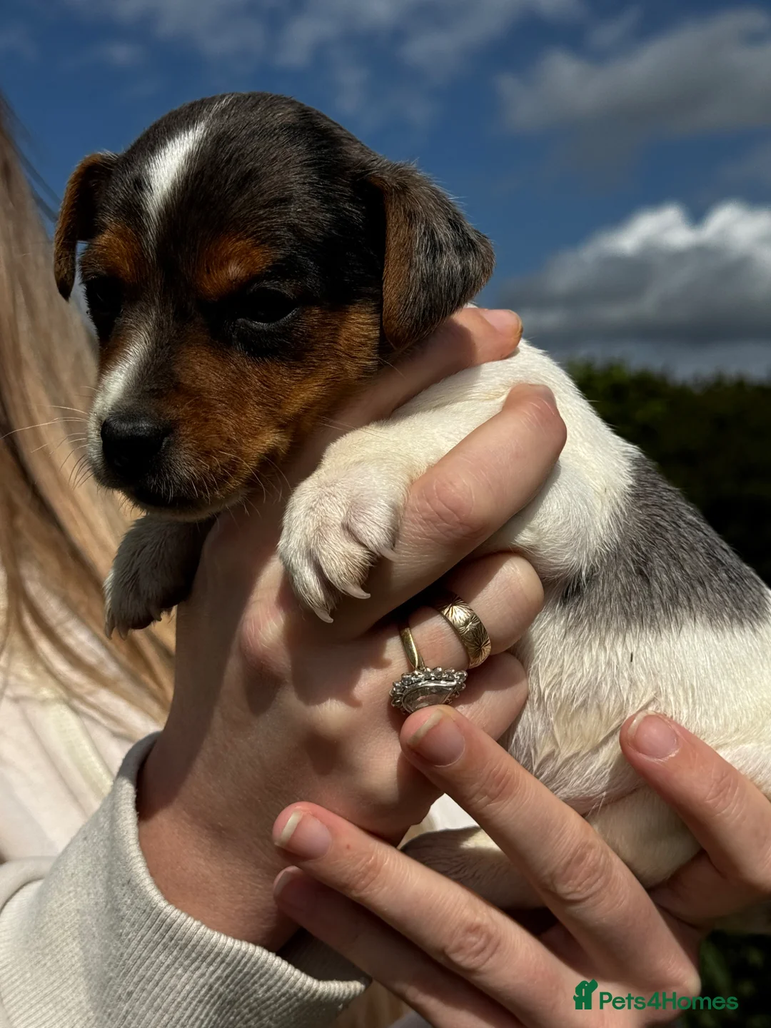 Jack Russell dogs for sale: ⭐️ mini Jack Russel puppies ⭐️ - Advert 1