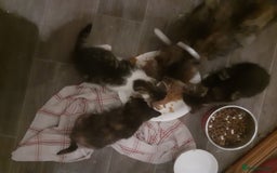 Domestic Shorthair cats for sale: Girl Kitten ready now - Image 5