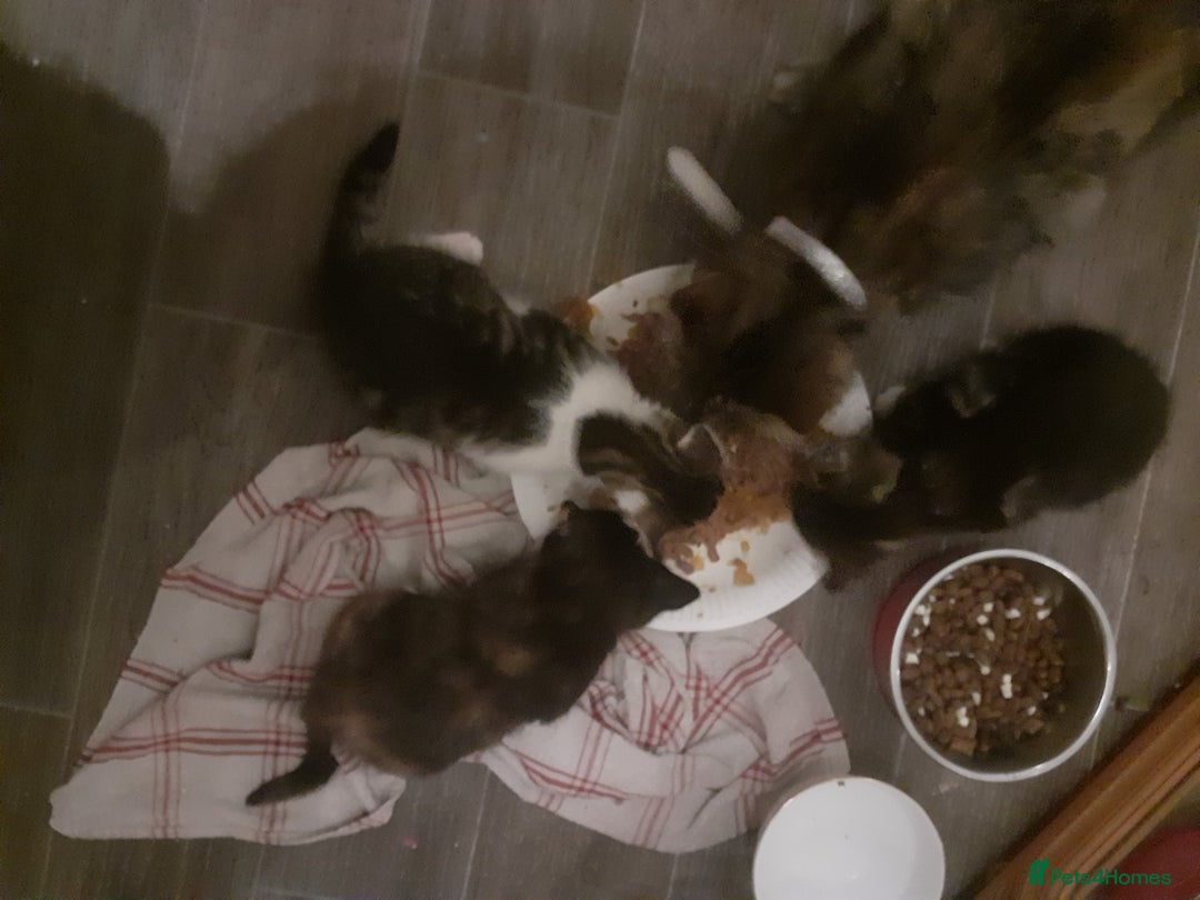Domestic Shorthair cats for sale: Girl Kitten ready now - Image 5