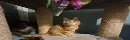 Maine Coon cats for sale: Fluffy Maine Coon kittens - Advert 19