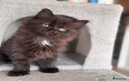 Mixed Breed cats for sale: Ragdoll and Maine Coon crossed  - Image 10