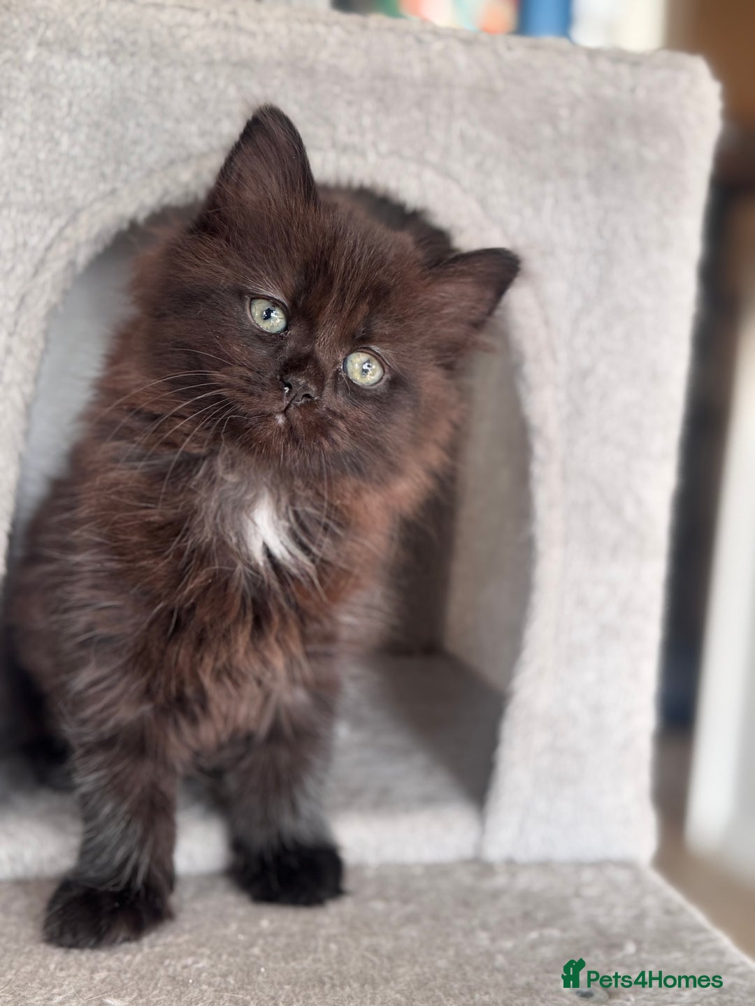 Mixed Breed cats for sale: Ragdoll and Maine Coon crossed  - Image 10