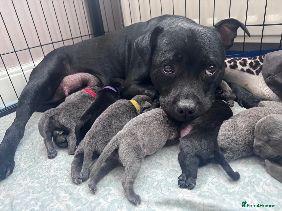 Staffordshire Bull Terrier dogs for sale: KC Staffordshire bull terrier  in Stockton-on-Tees - Advert 29