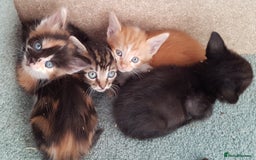 Mixed Breed cats for sale: Gorgeous adorable playful friendly kittens  - Image 10