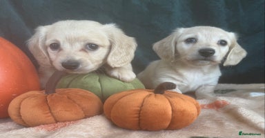 Miniature Dachshund dogs - Advert 5