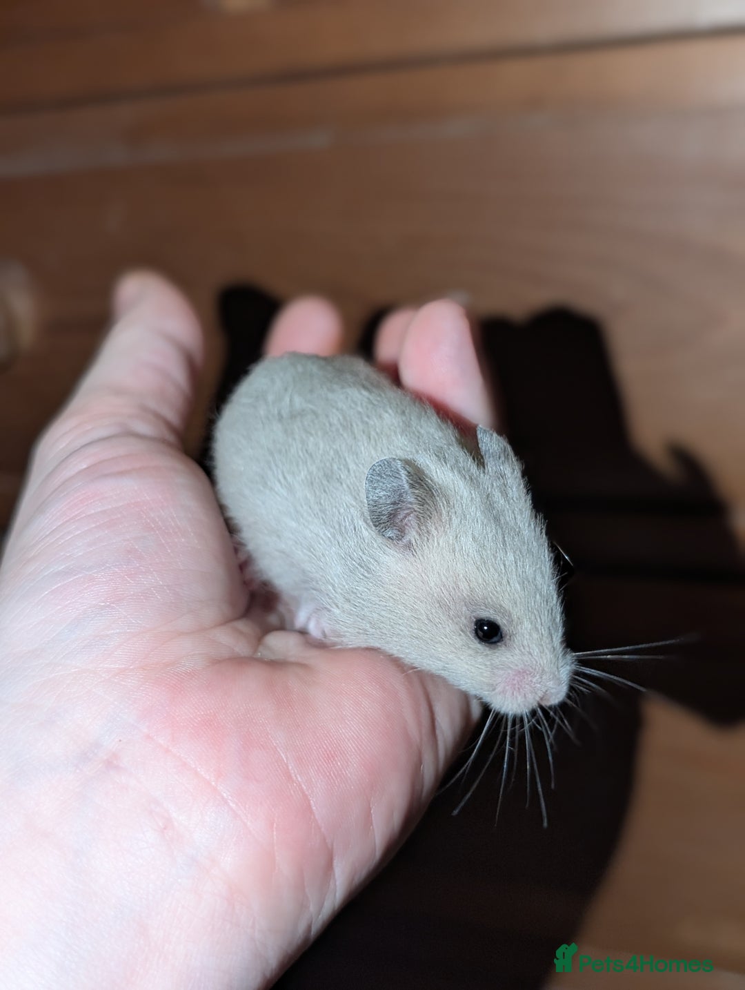 Hamster rodents for sale: Pedigree syrian hamsters  - Advert 5