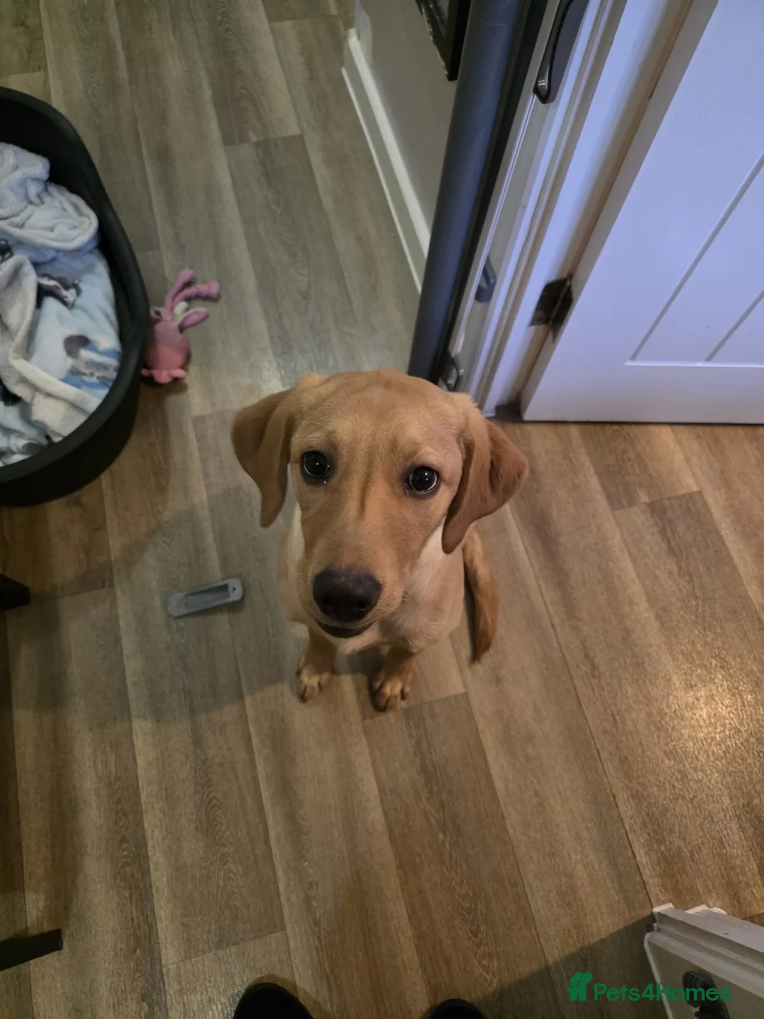 Labrador Retriever dogs for sale: Maple - A puppy full of love to give - Advert 1