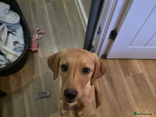 Labrador Retriever dogs Maple - A puppy full of love to give - Advert 4