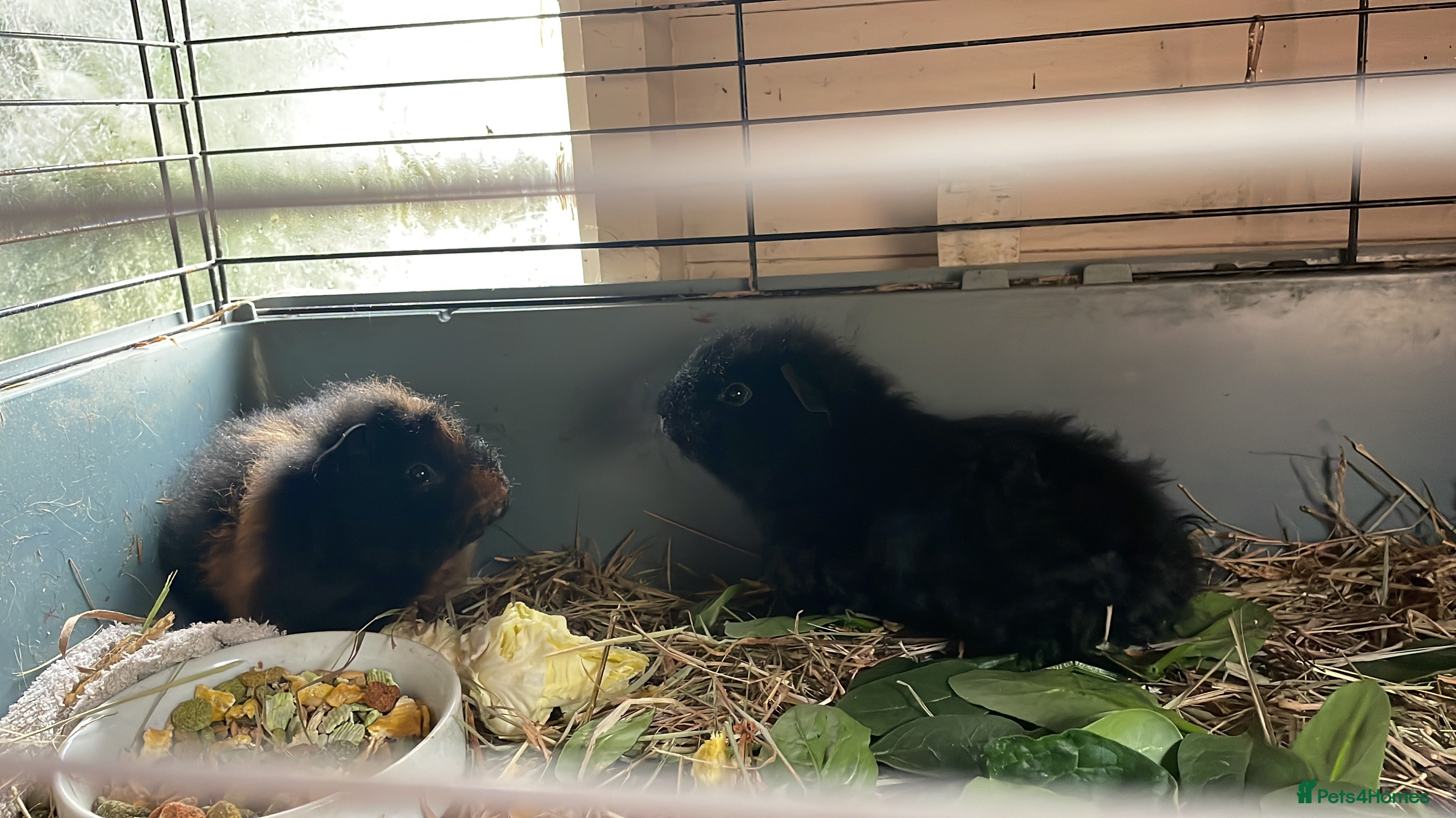 Guinea Pig rodents guinea pigs - Advert 14