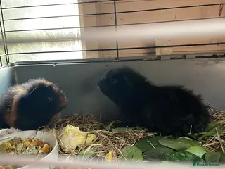 Guinea Pig rodents guinea pigs - Advert 14