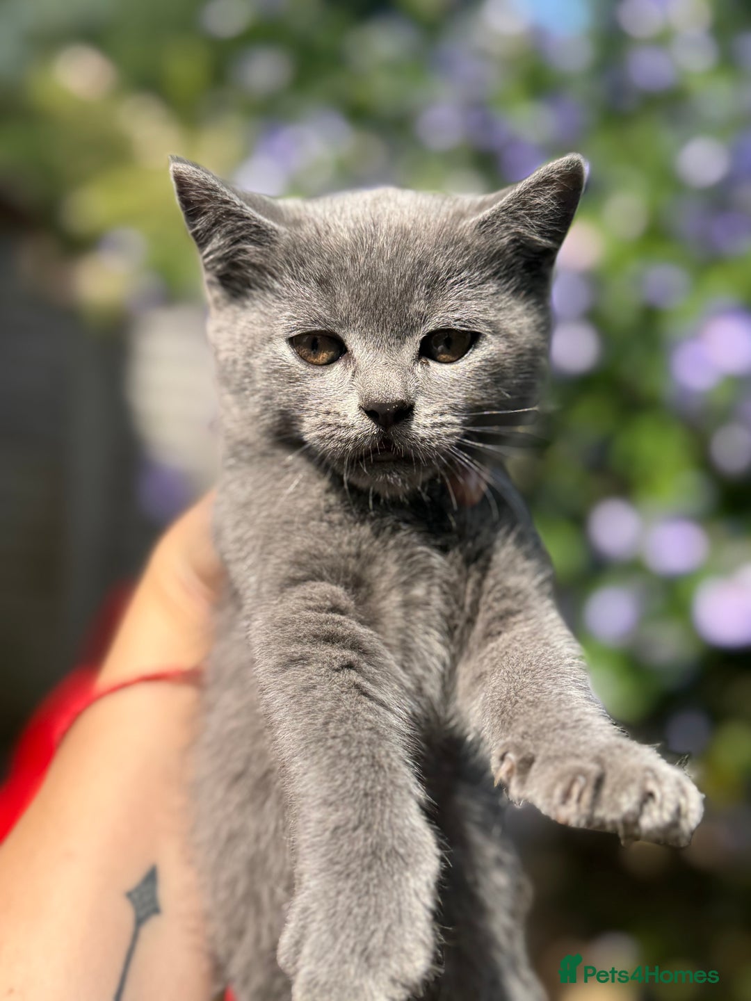 British Shorthair cats for sale: Beautiful British cat  - Image 12