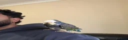 Parrots birds for sale: Hand Tammed White Capped Pionus Nith Lutino Genes in Barking - Advert 5