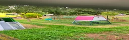 Chickens poultry for sale: Chicken Boarding, Hen Hotel, Chicken Holidays - Advert 3