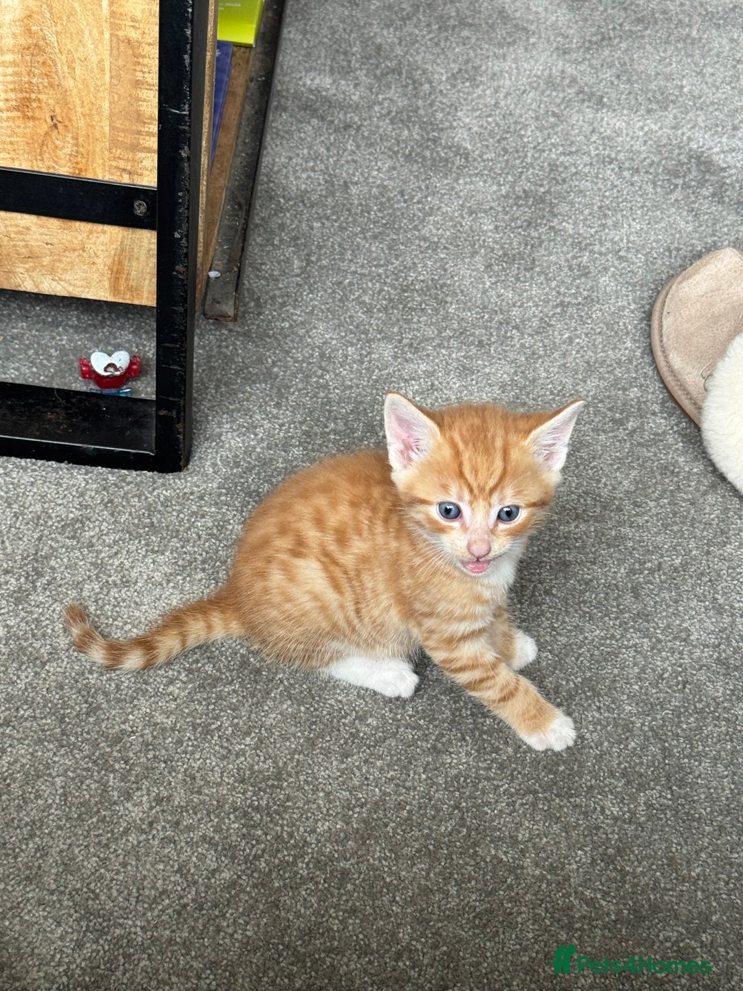 Mixed Breed cats for sale: Part Bengal Ginger Kittens for Sale - READY NOW - Image 5