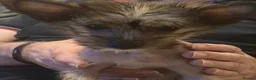Chinese Crested dogs for sale: 🐾 Chinese Crested Puppies — 9 Weeks Old Ready Now - Advert 5