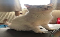 British Shorthair cats for sale: British Shorthair Kittens - Image 12