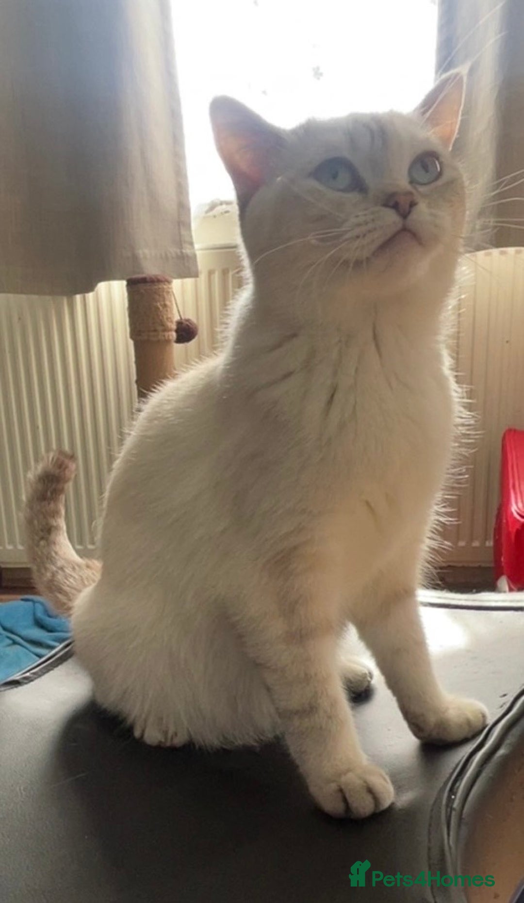 British Shorthair cats for sale: British Shorthair Kittens - Image 12