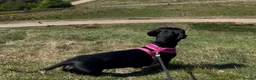 Dachshund dogs for sale: Black tan Dachshunds  - Advert 16