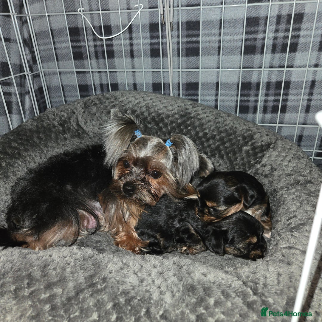 Yorkshire Terrier dogs for sale: Male yorkie pup - Advert 4